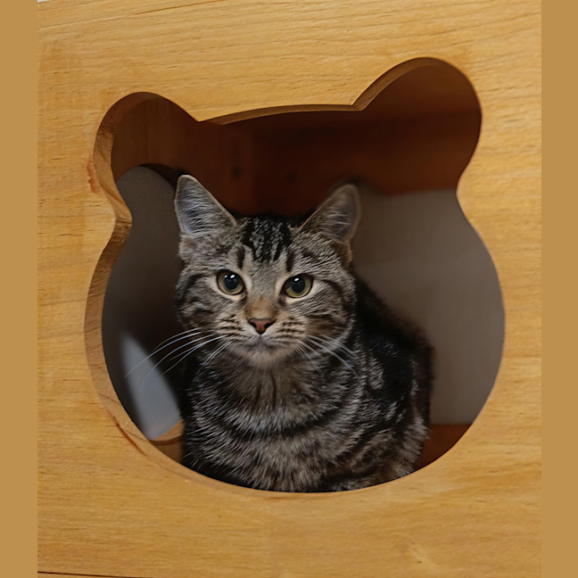 Photo of Rune