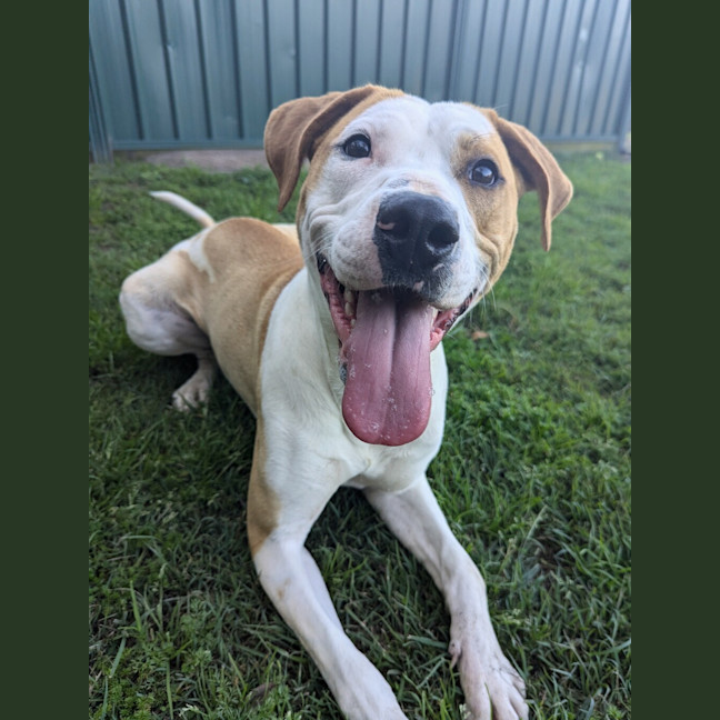 Photo of Digger