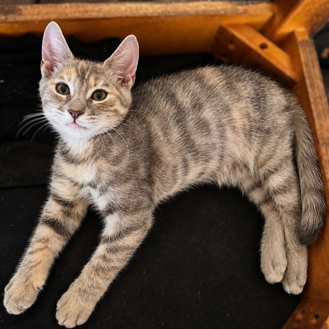 Photo of Lavender