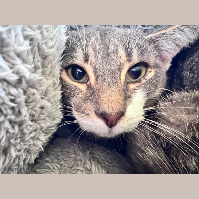Photo of Binx