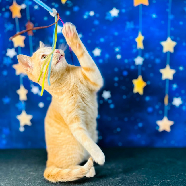 Photo of Radley   Located In Westmeadows