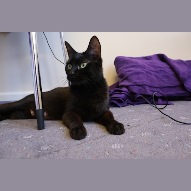 Photo of Atari