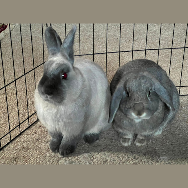 Photo of Pebble And Rocky