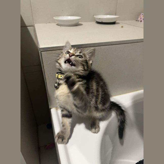 Photo of Naia   In Foster Care In Pakenham