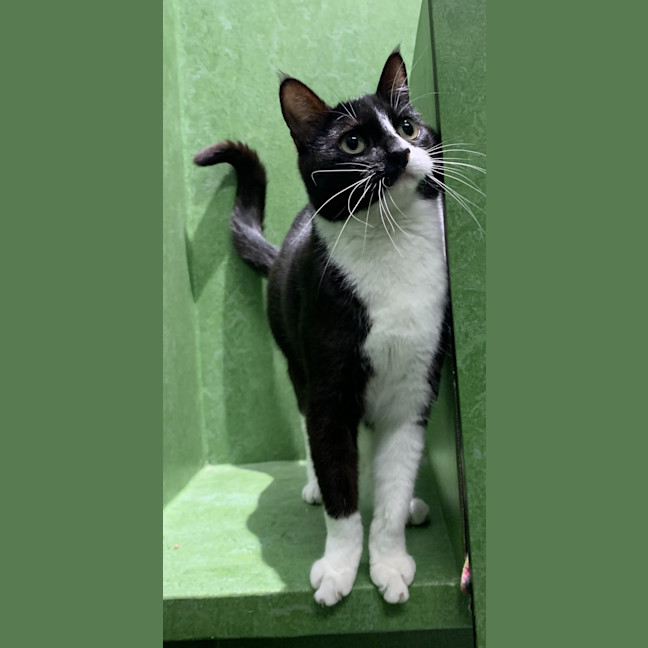 Photo of Sumi