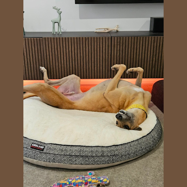 Photo of Sid, The Greyhound