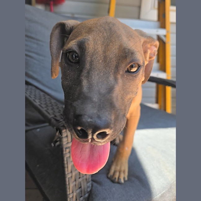 Photo of Theodore   16 Week Old Mixed Breed (Trial)