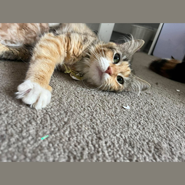 Photo of Honey