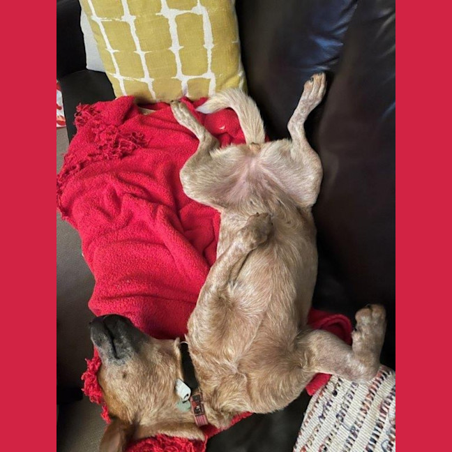 Photo of Nala Jablonksi