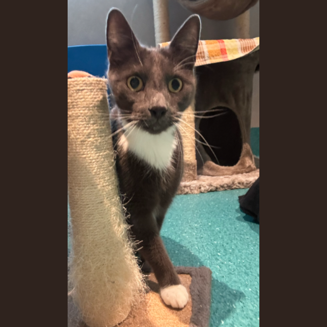 Photo of Sox