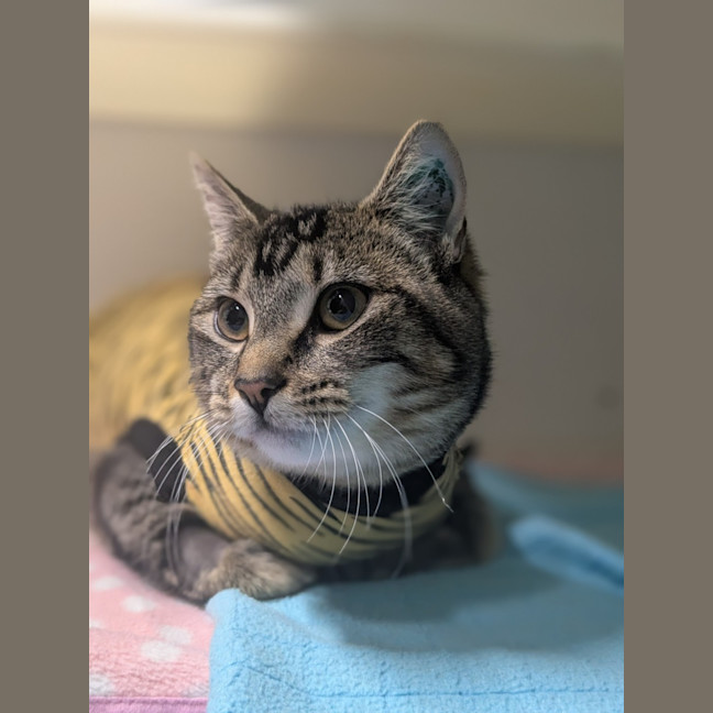 Photo of 🥔 Purrtato 6326 🥔