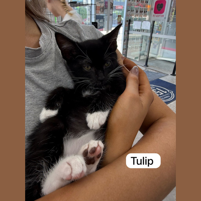 Photo of Tulip