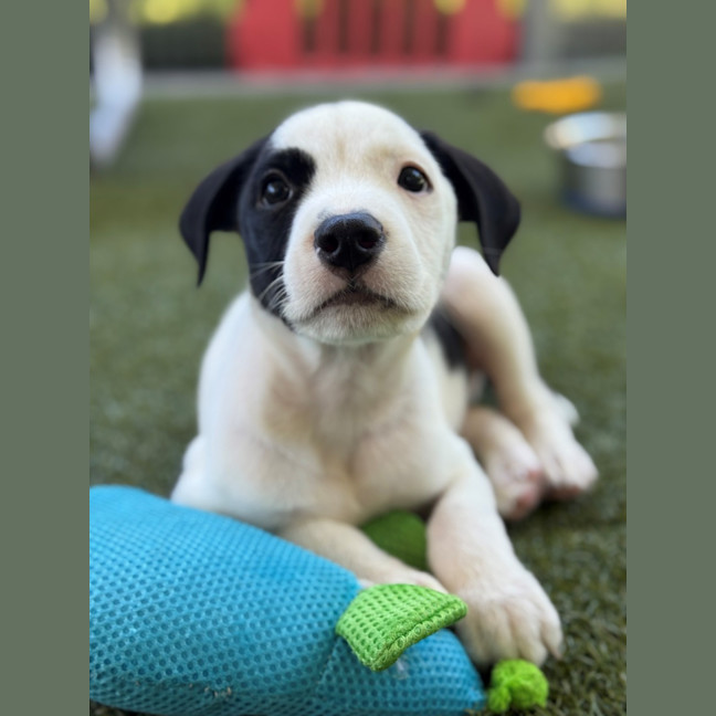 Photo of D1222 Lipton