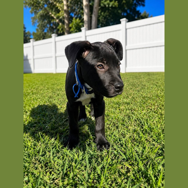 Photo of Flint