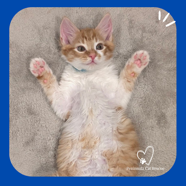 Photo of Peanut