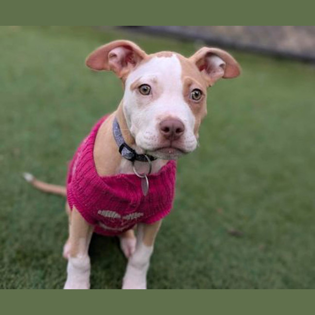 Photo of Trixie