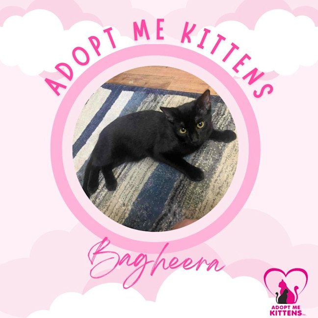 Photo of Bagheera & Nandi