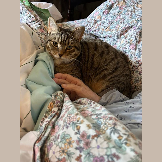 Photo of Enchantress   Bonded With Batman