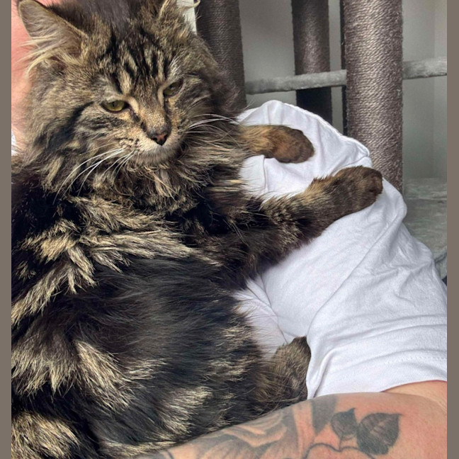 Photo of Dill Pickle