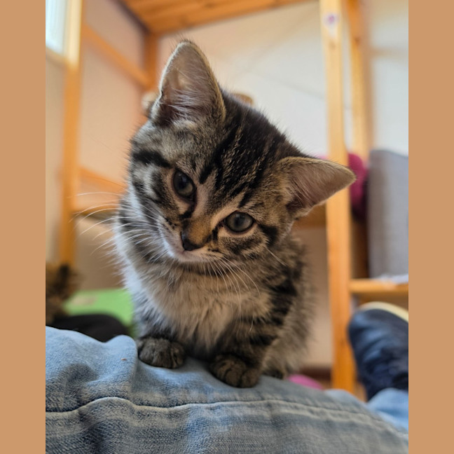 Photo of Sesame