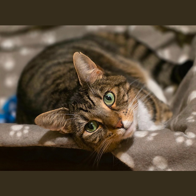 Photo of Cherry