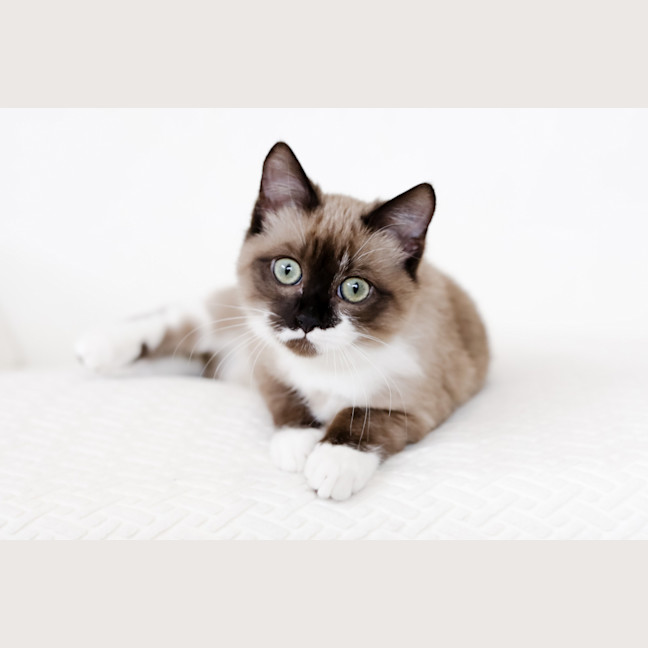 Photo of Miso