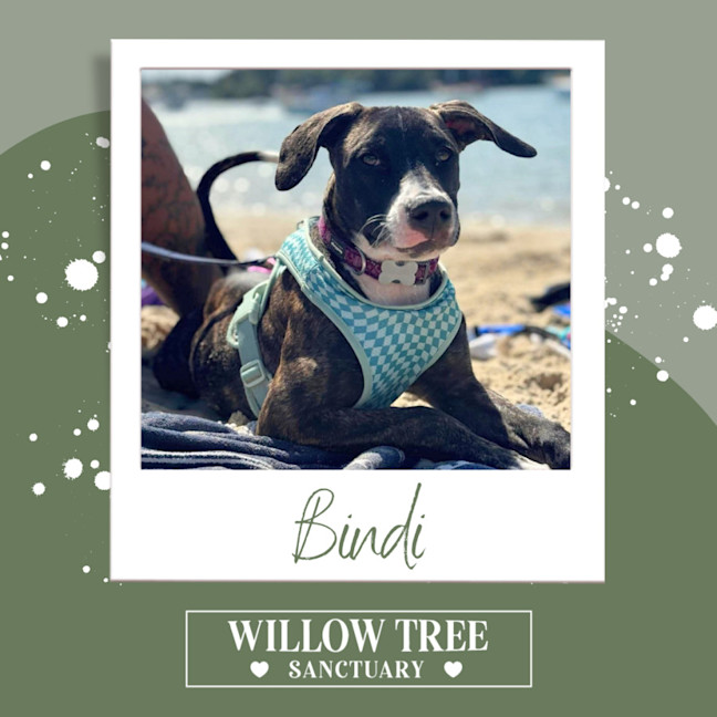 Photo of Bindi