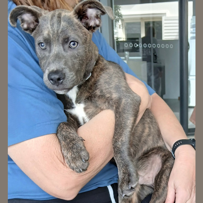 Photo of Marvin   6 Month Old Cattle Dog X Staffy