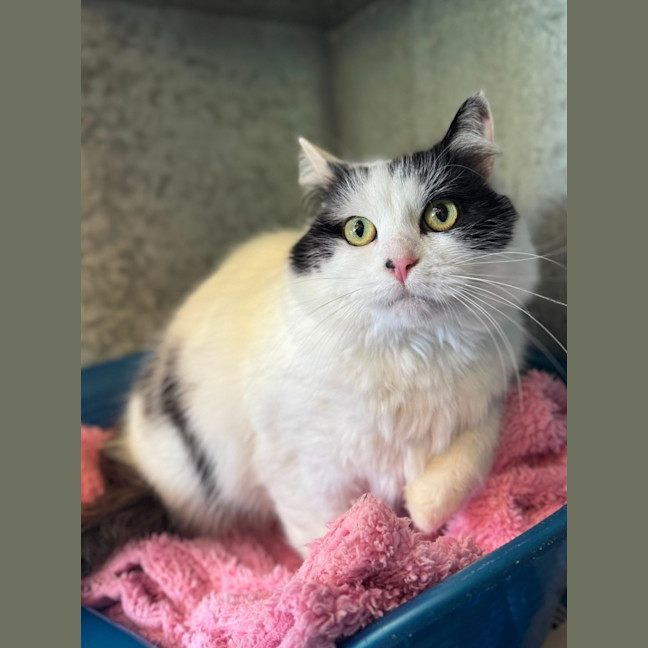 Photo of Luna