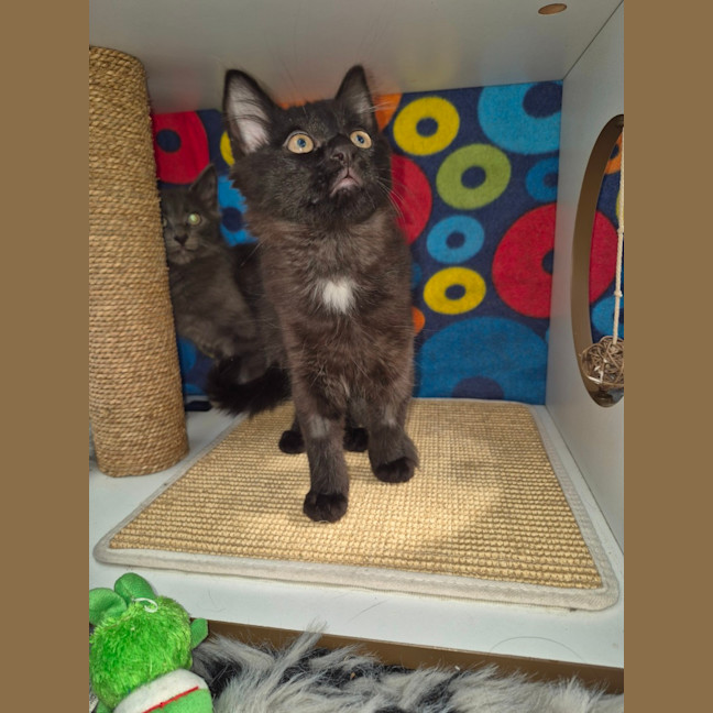 Photo of Luciano **2nd Chance Cat Rescue**