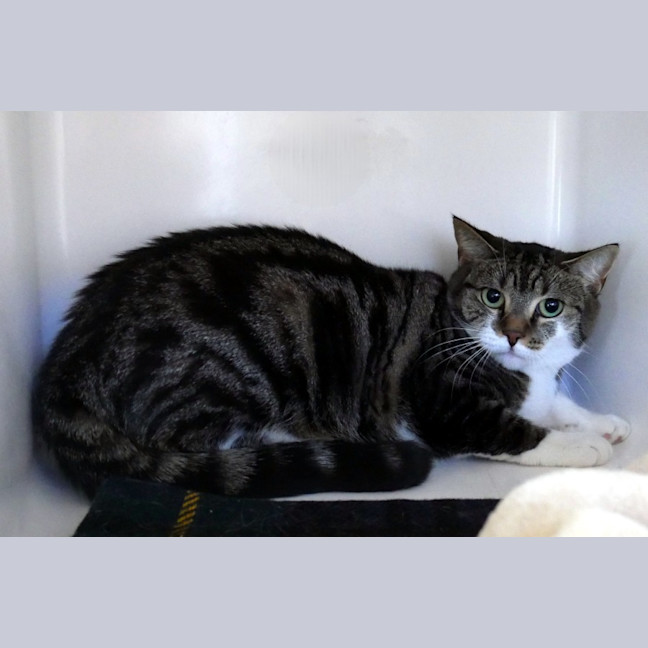 Photo of Pepper Sua013884