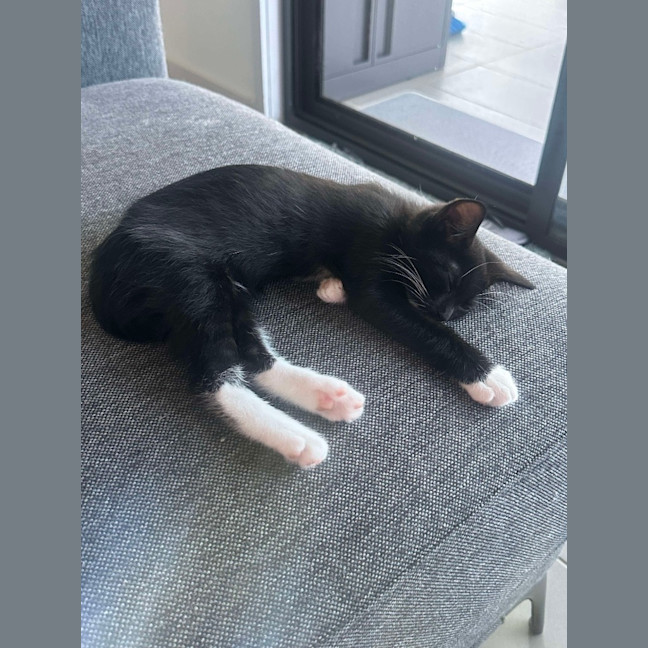 Photo of Hugo ( K39)