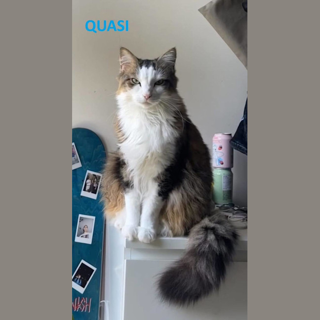 Photo of Quasi