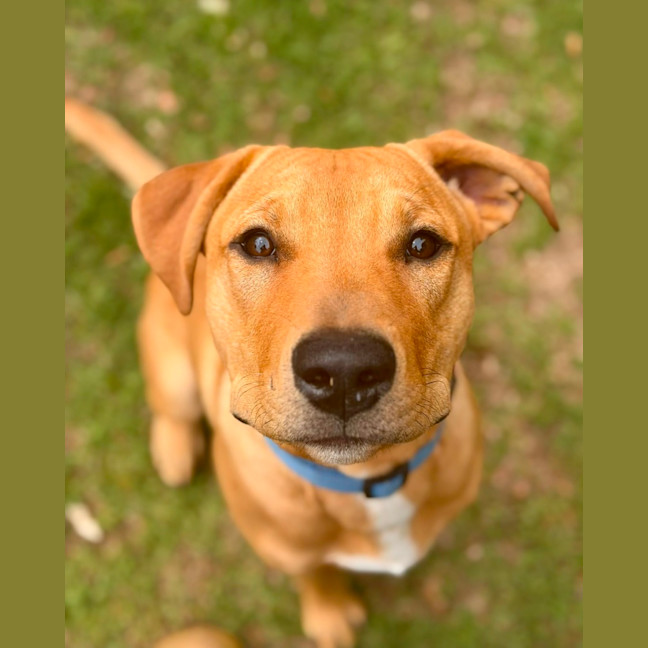 Photo of Cooper