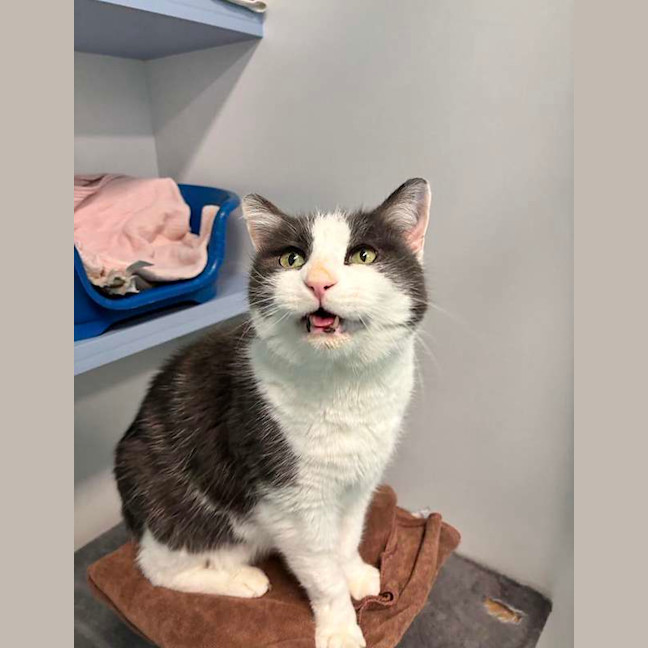 Photo of Mr Whiskers