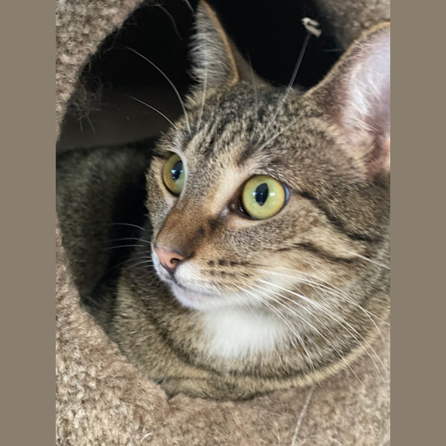 Photo of Wren