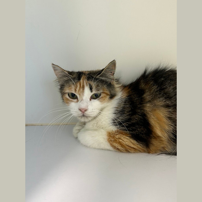 Photo of Delilah