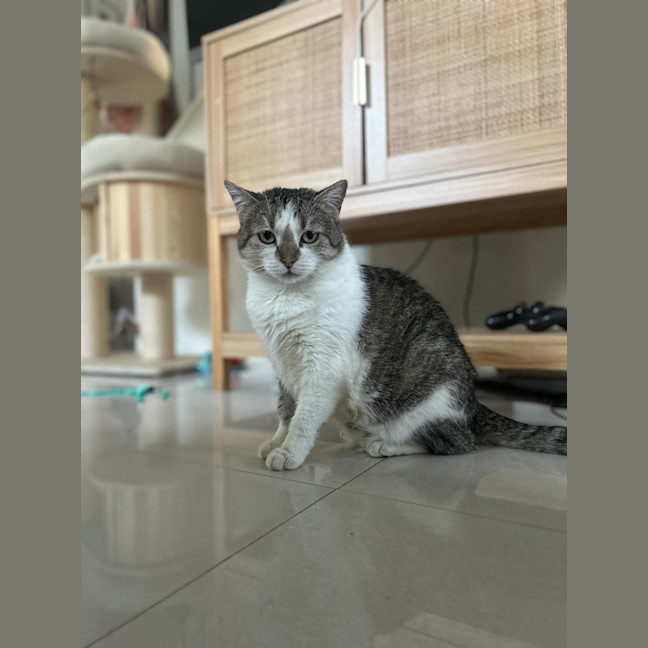 Photo of Cat Stevens