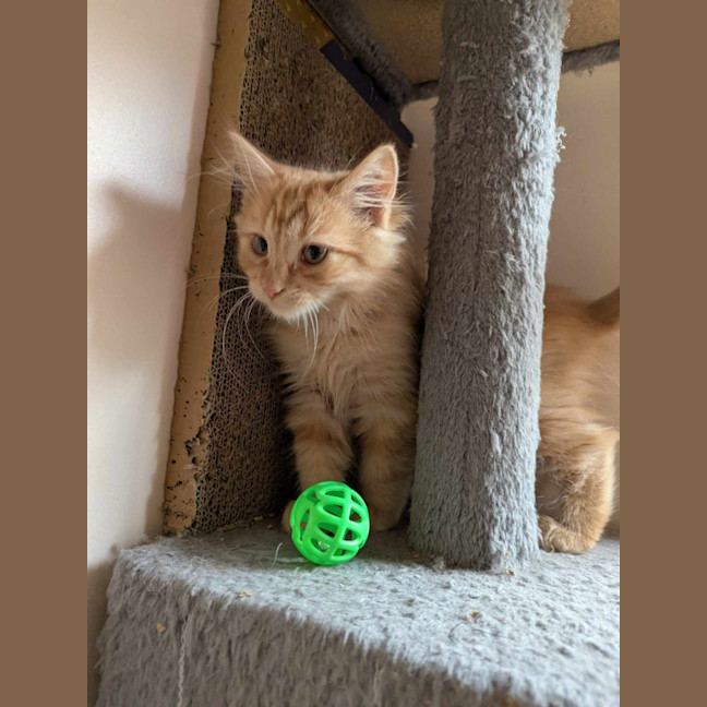 Photo of Fred Flintstone 