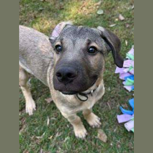 Photo of Bandit