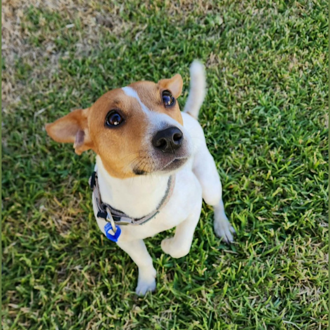 Photo of Rue   18 Month Old Jack Russell X