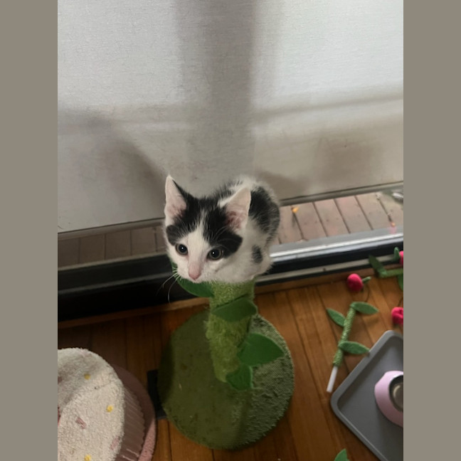 Photo of Nova