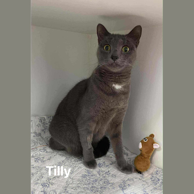 Photo of Tilly