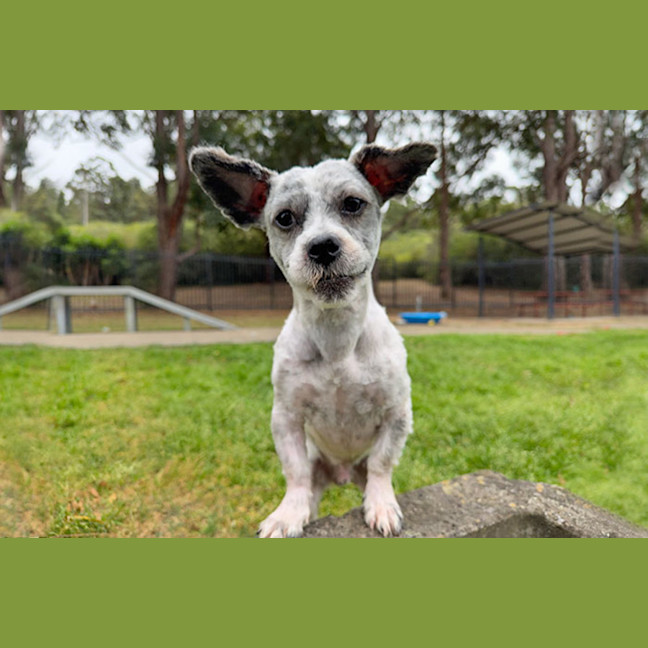 Photo of Moppy