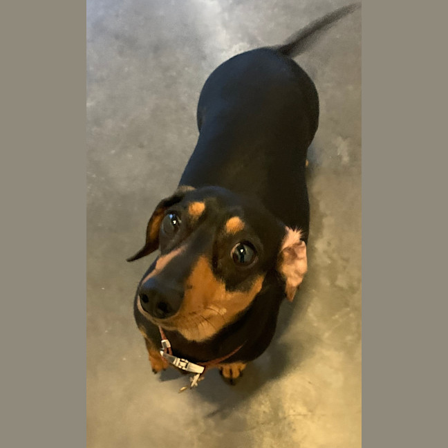 Photo of Banana