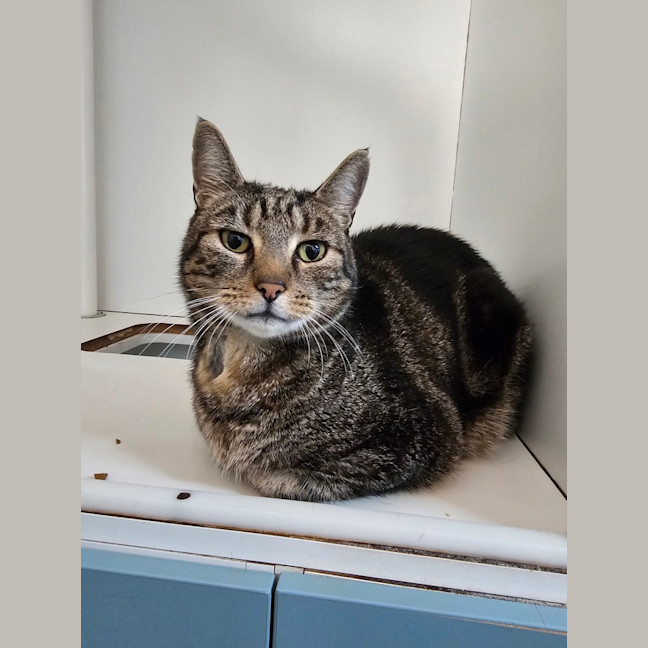 Photo of Ranger