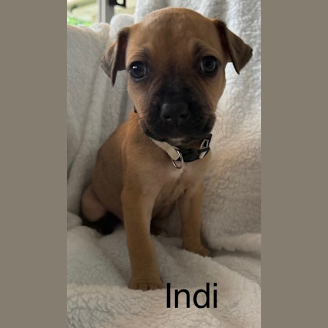 Photo of Indi