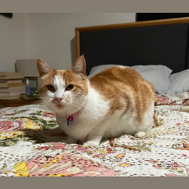 Photo of Luna