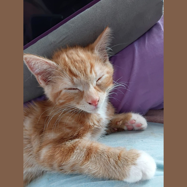Photo of Fred Meet Me@Petstock Keysborough Store