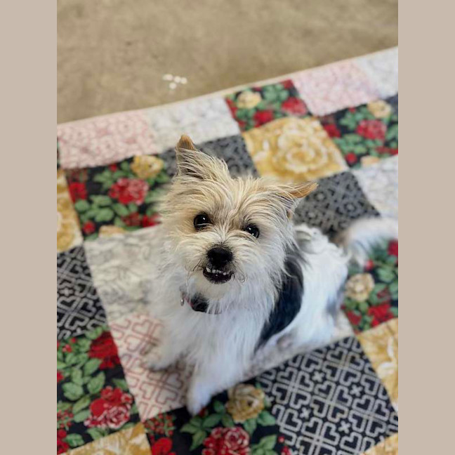 Photo of Otis